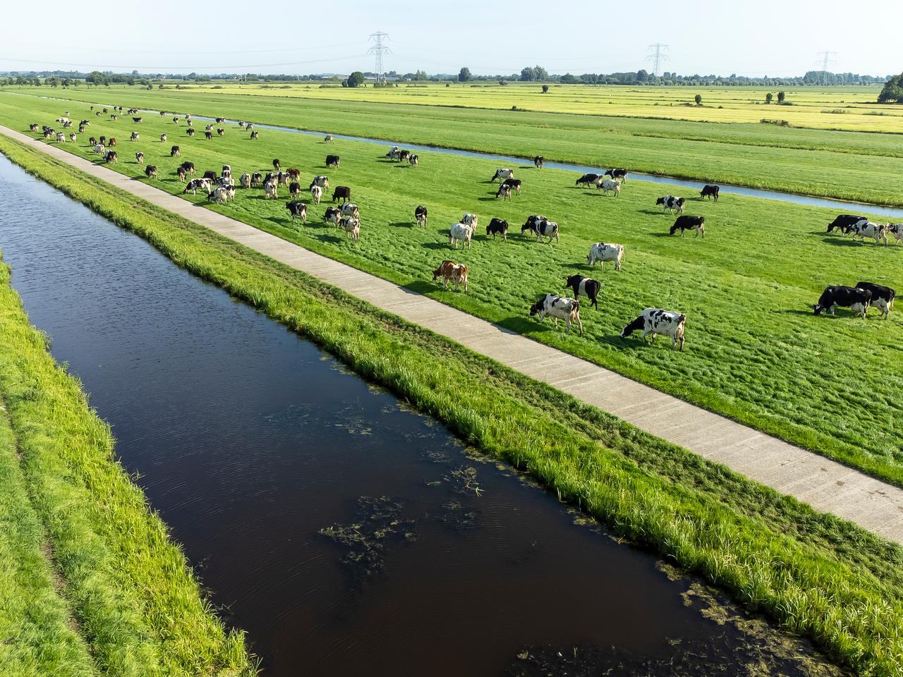 Weidegang zuid-holland