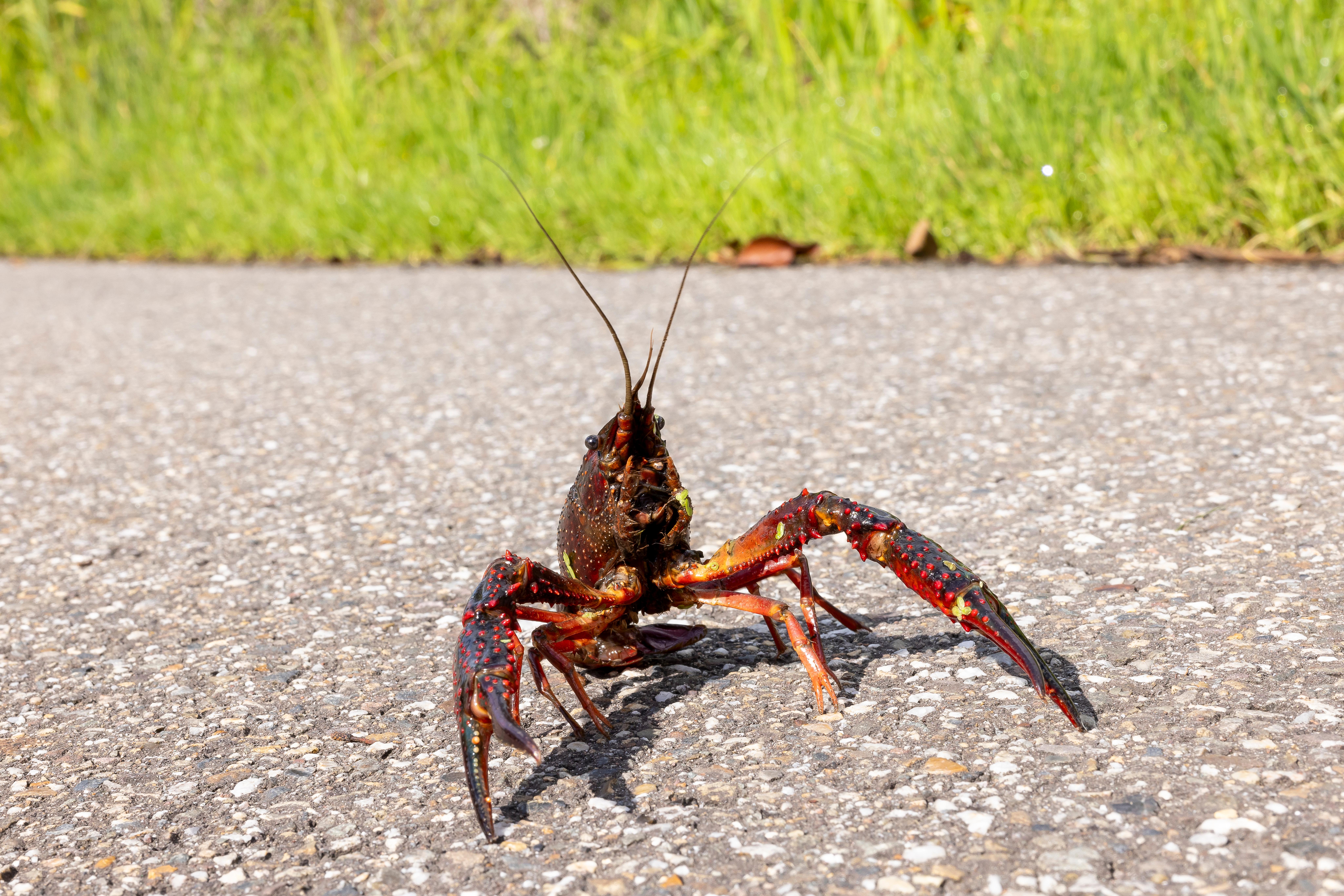 Rivierkreeft
