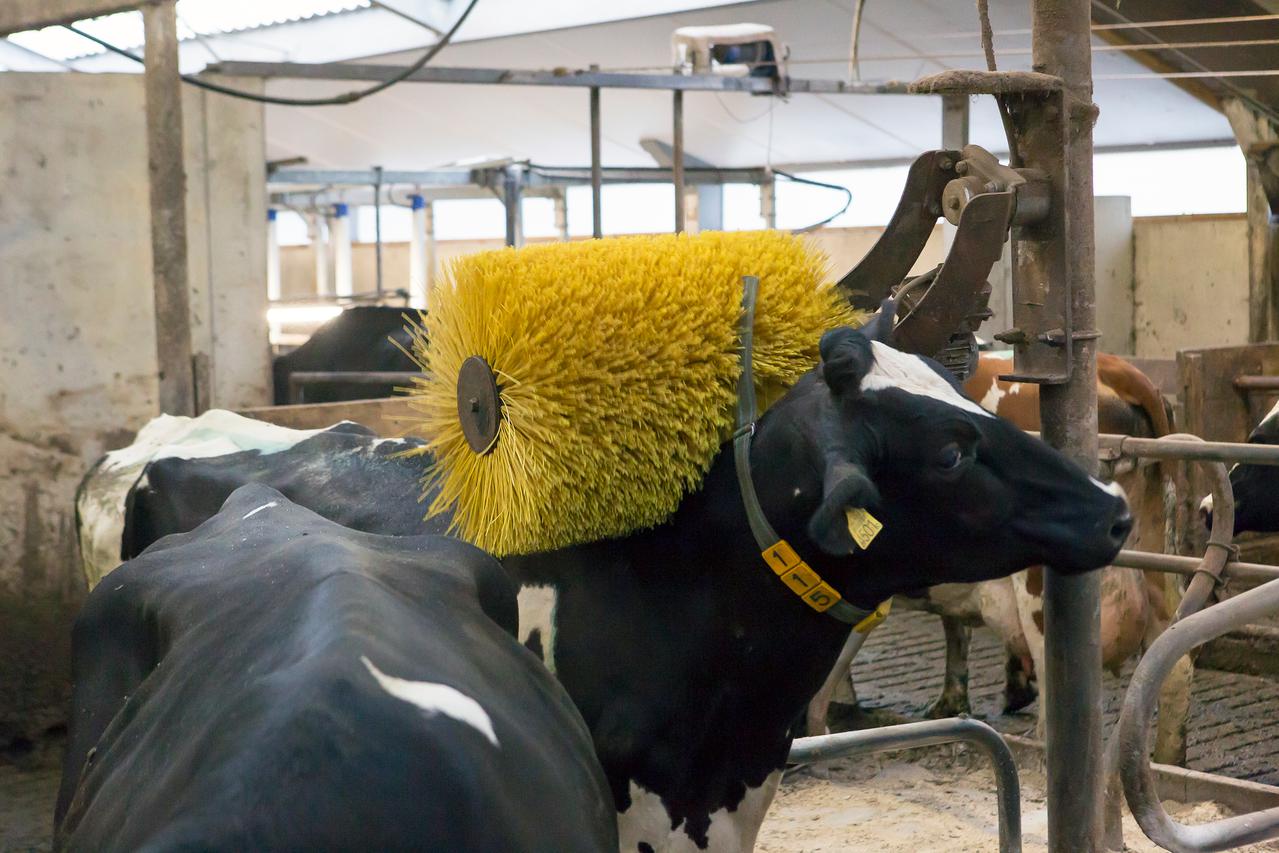 Koe in loopstal laat zich masseren door een koeborstel