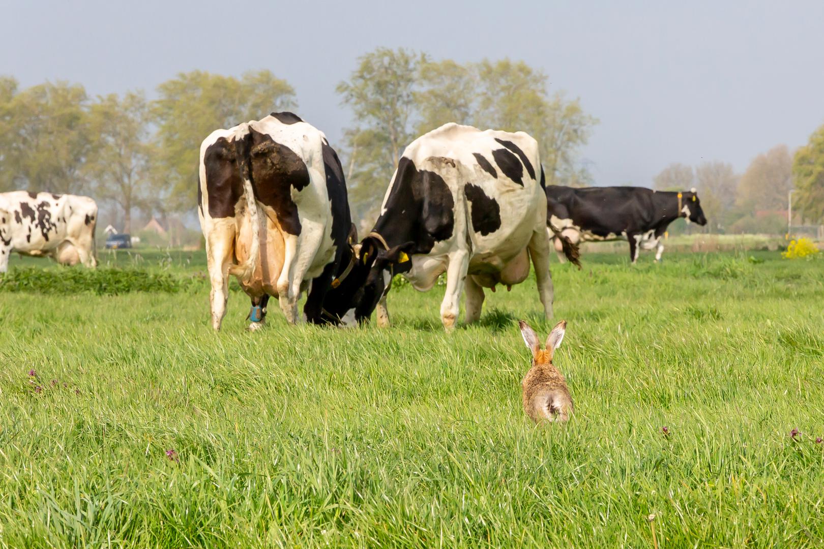 haas kijkt naar twee met elkaar dollende zwartbonte koeien in de wei