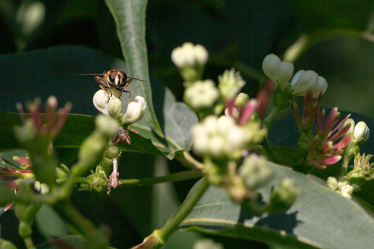 bloeiende struik met insect
