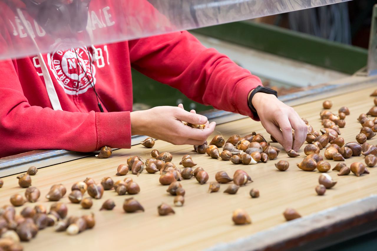 Medewerker controleert bollen in bollenteelt