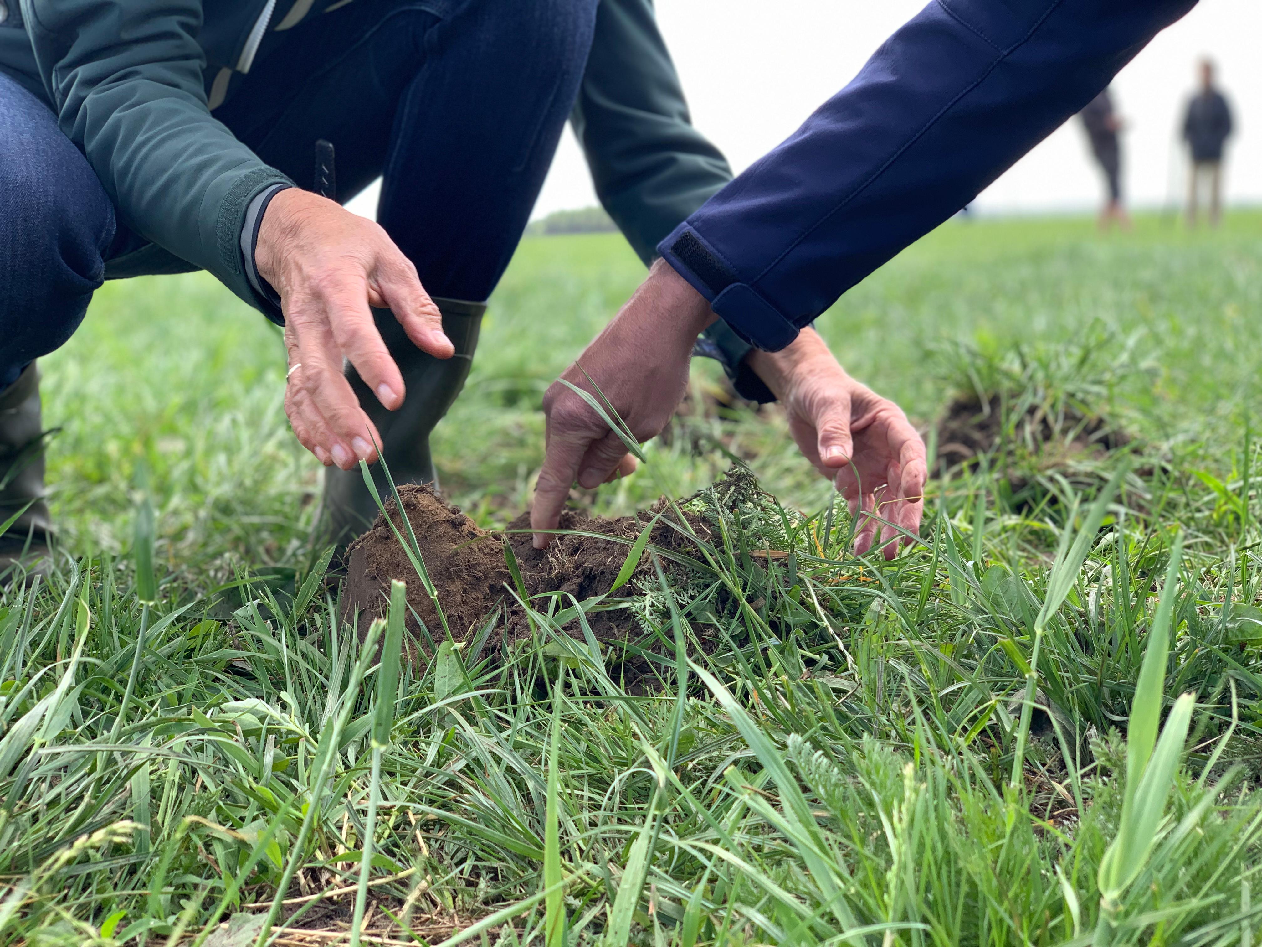 kruidenrijk grasland perceel met toepassing compostthee