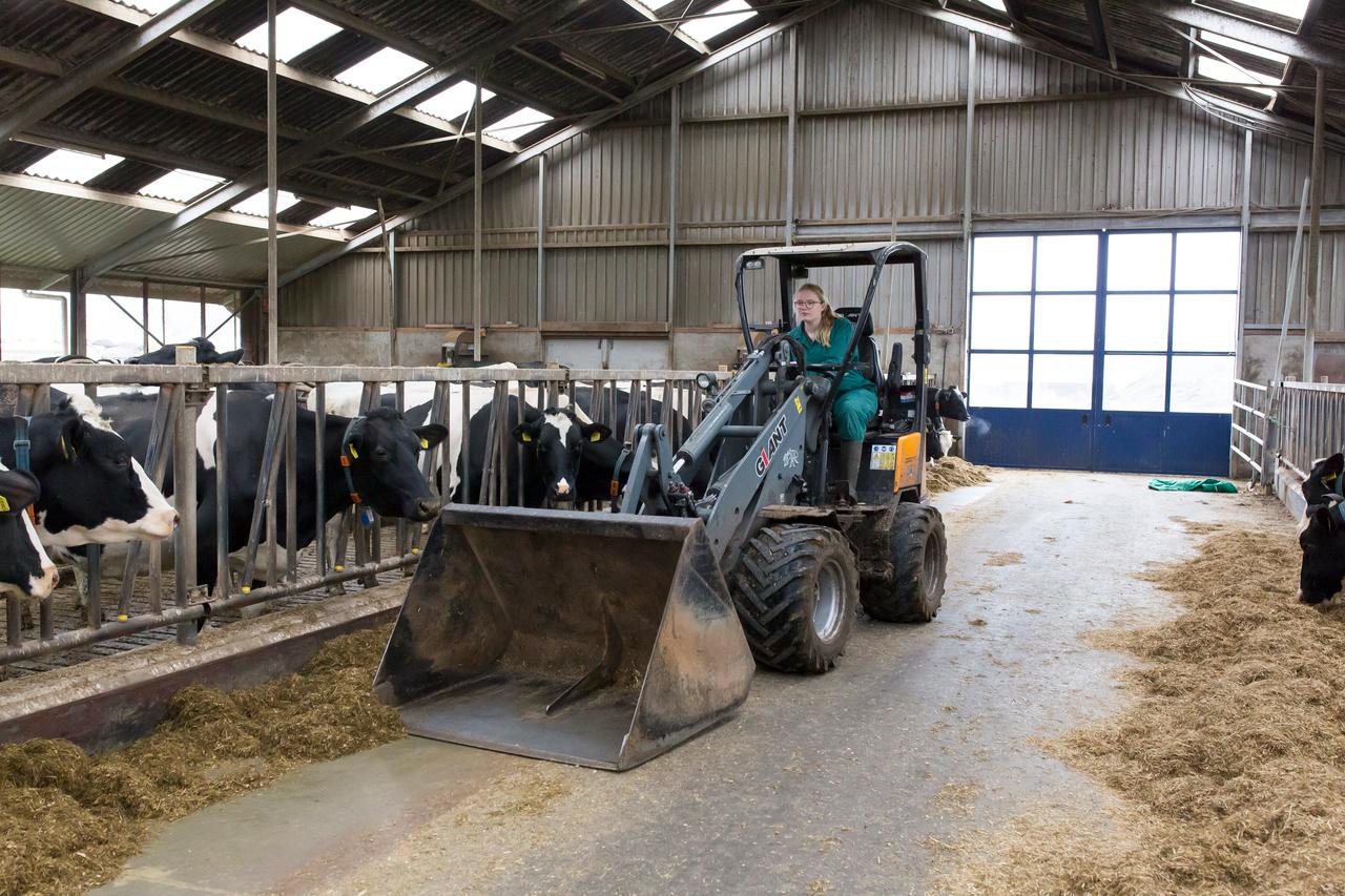 Vrouw op een shovel in een stal met koeien op een melkveehouderij - LTO Noord Vrouw en Bedrijf zoekt bestuurders