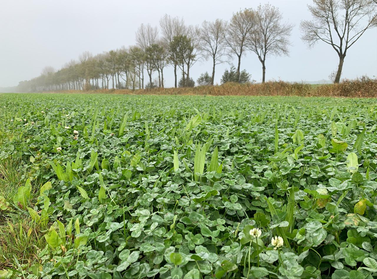 Perceel met klavers en kruiden in Leeuwarden