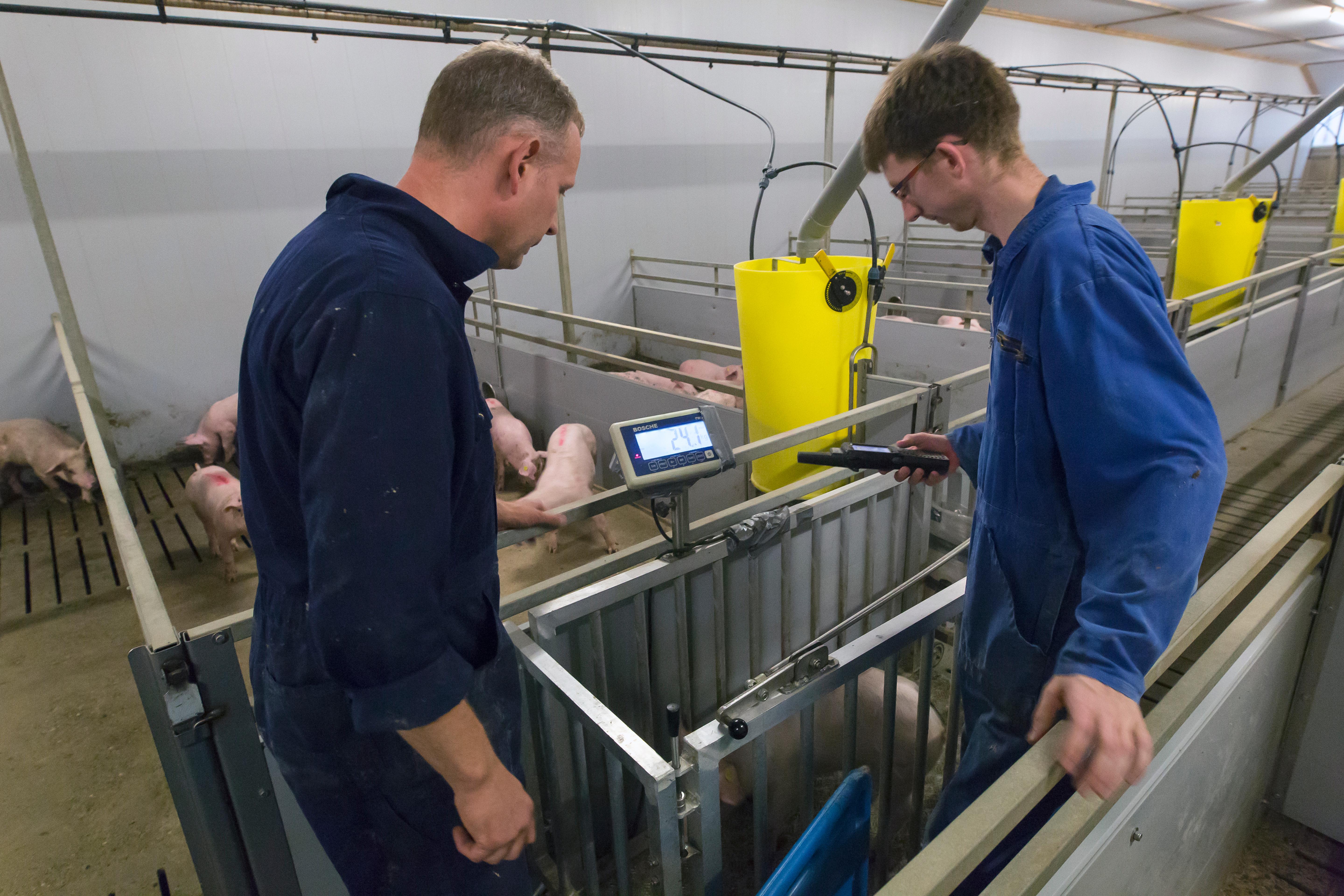 Kennismakelaar varkenshouderij