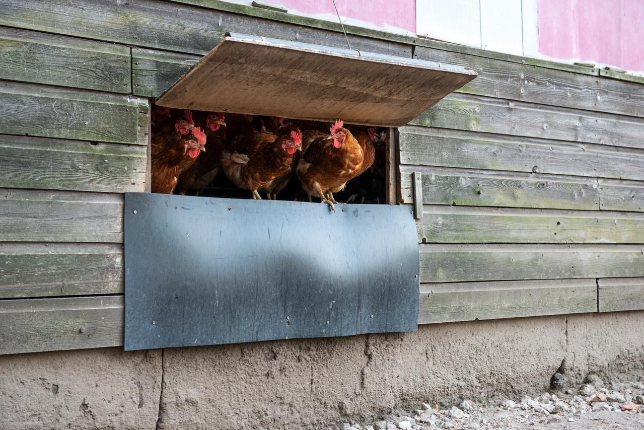 Kippen checken het weer door het luik in de stal of ze wel of niet de uitloop in zullen gaan