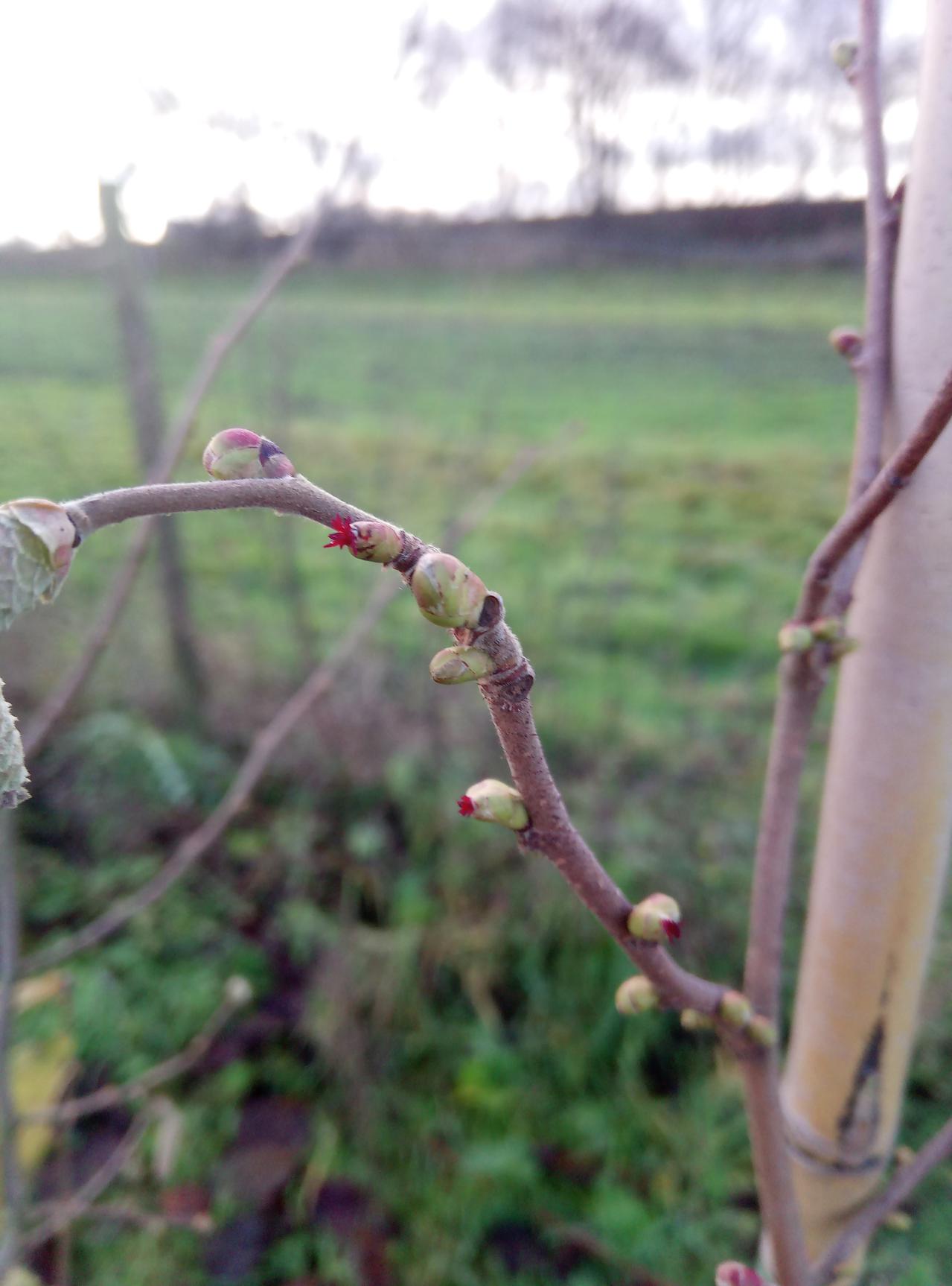 Vrouwelijke hazelaar