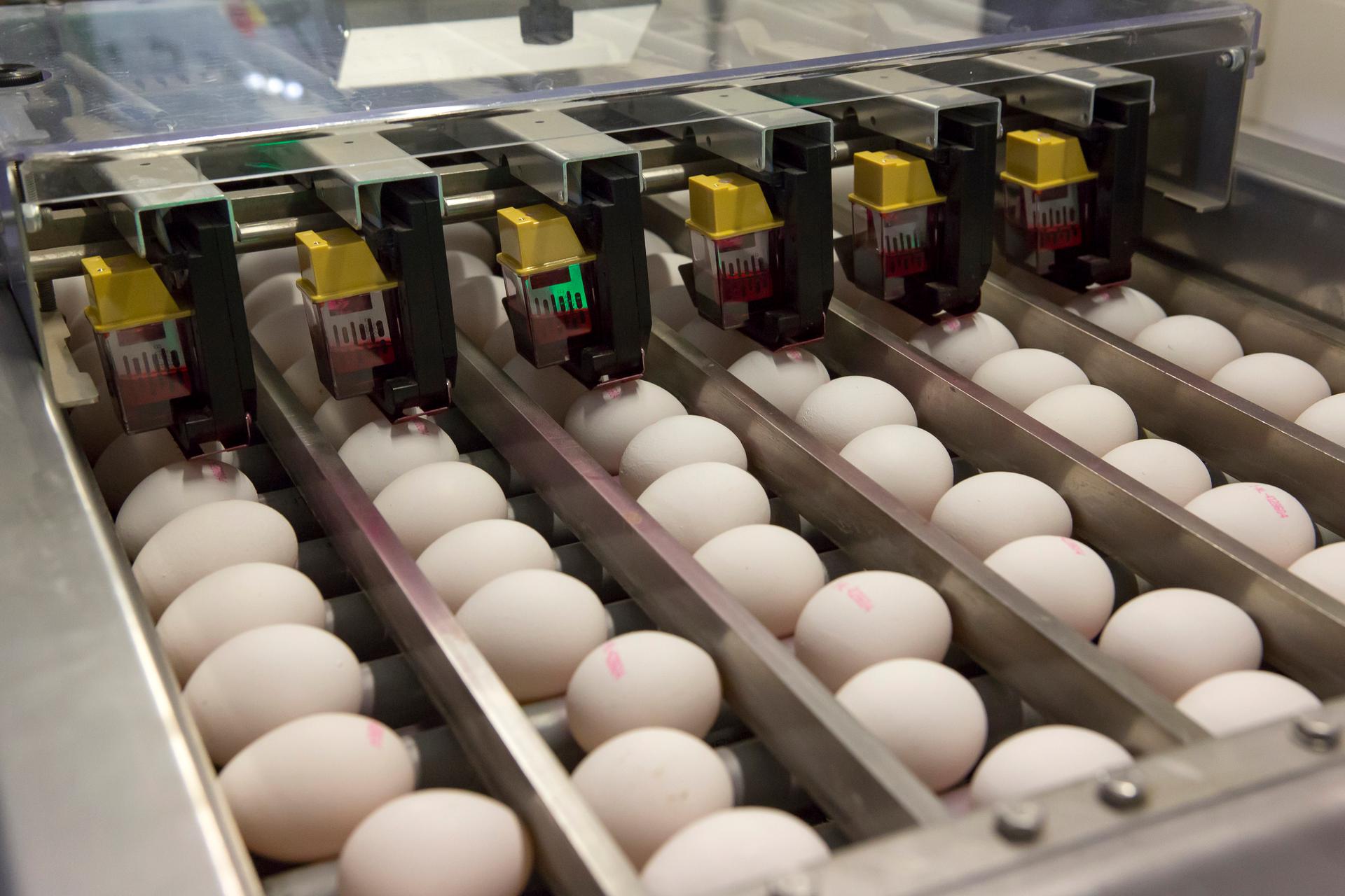 bruine eieren op een tray
