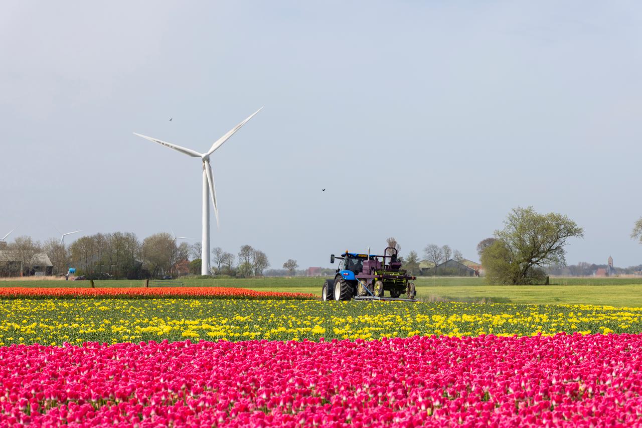 Bollenveld Friesland