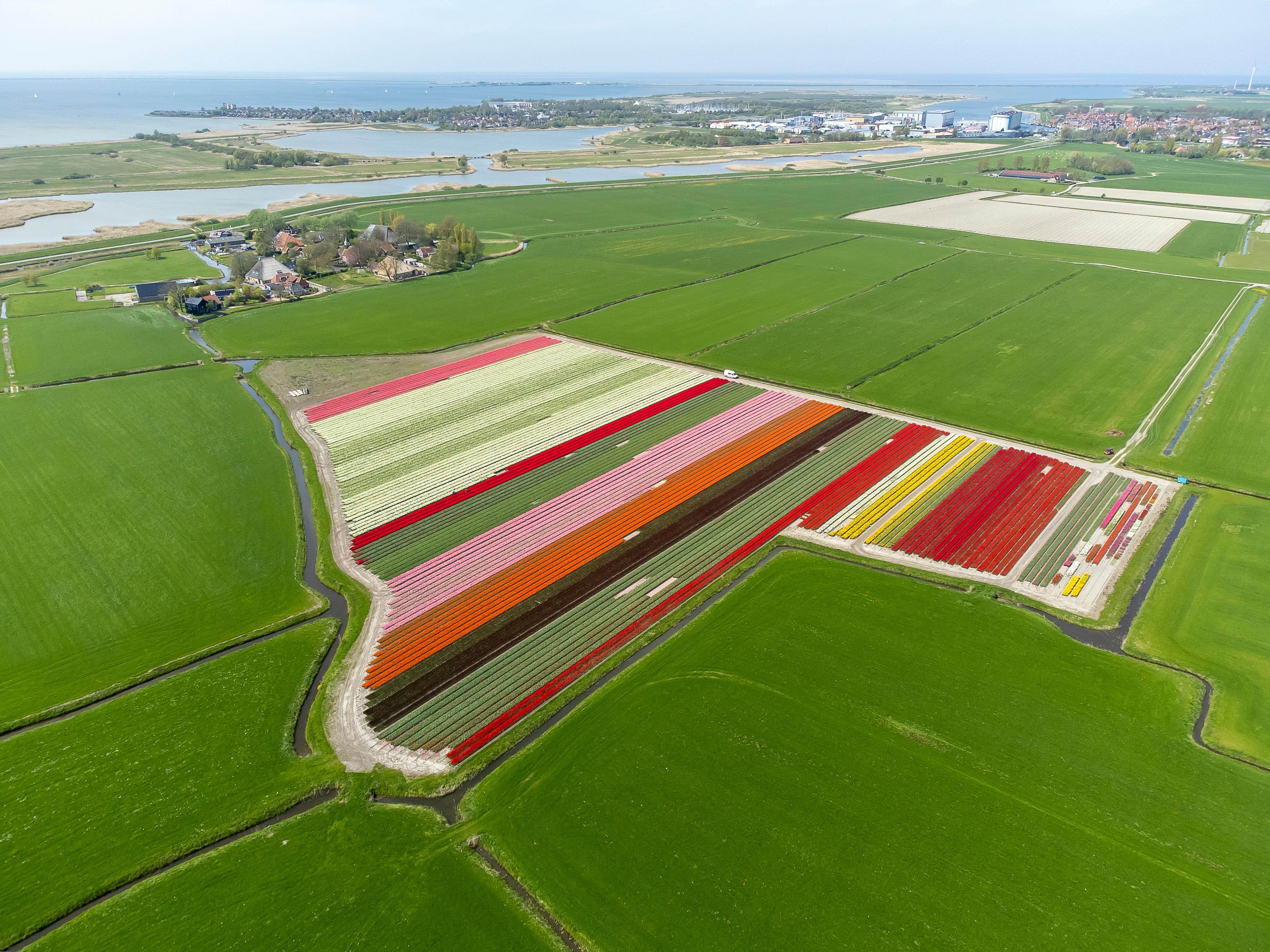 kleurrijke bollenvelden vanuit de lucht