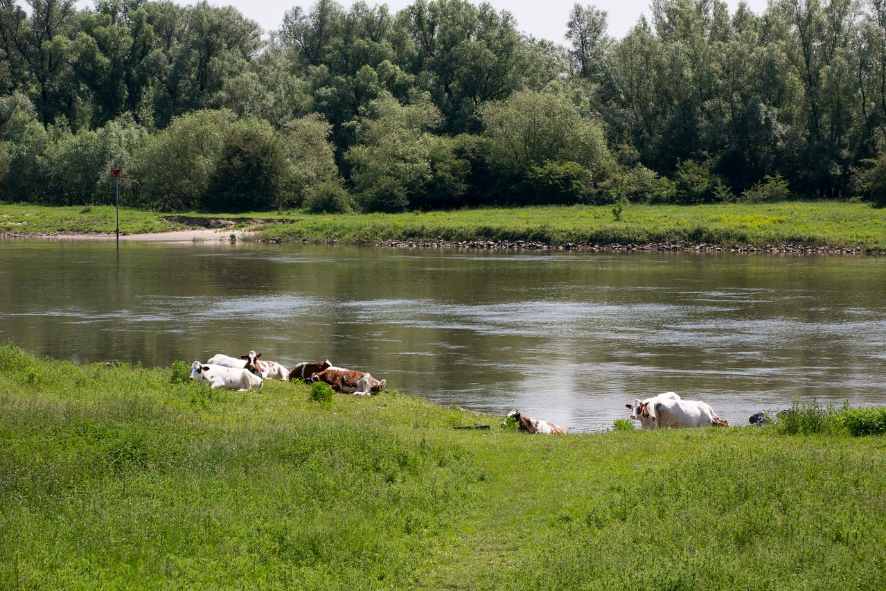 koeien liggen in weiland naast rivier