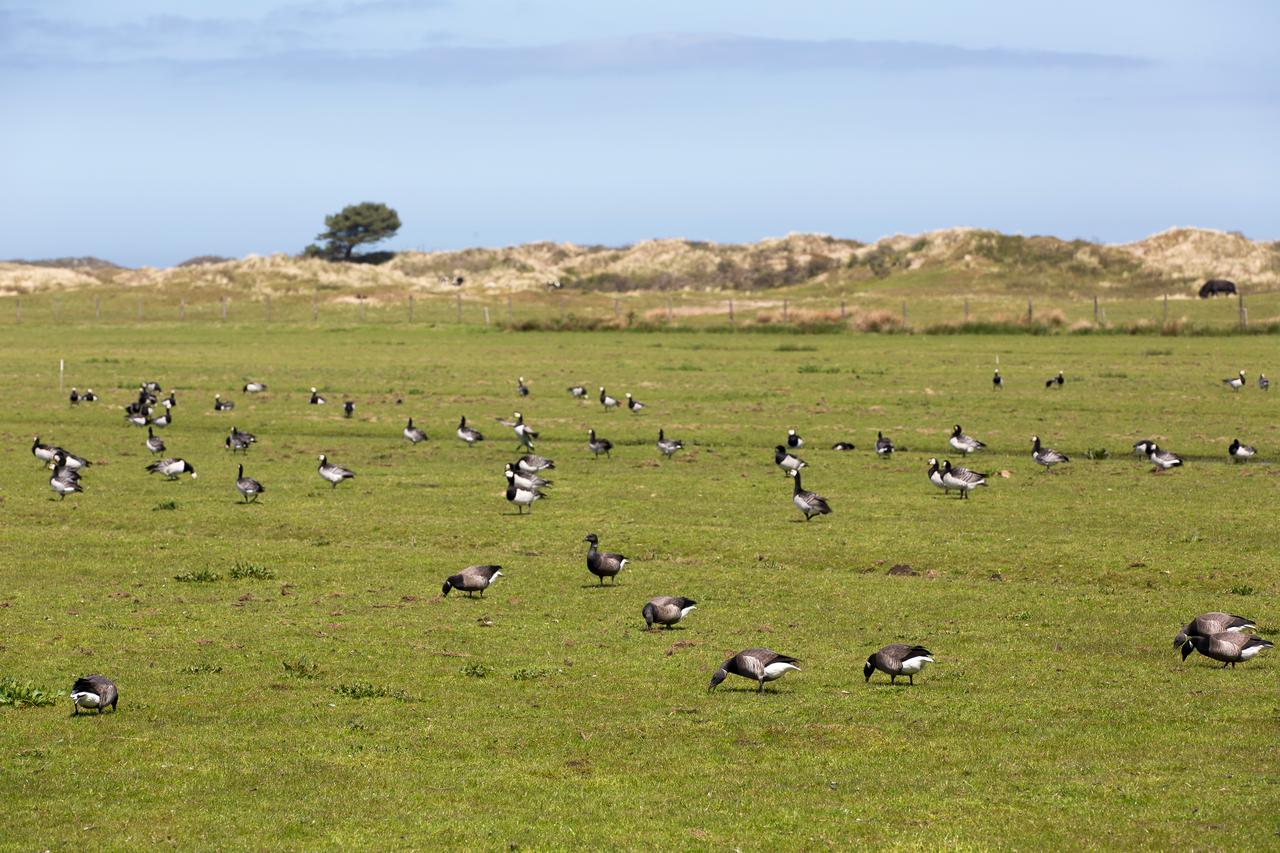 Gans op ameland