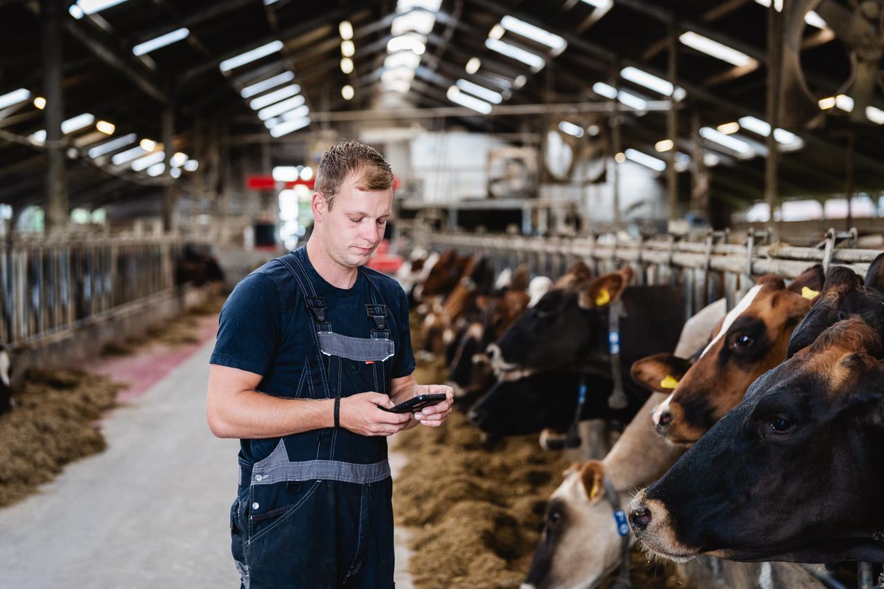 Man kijkt in een stal met koeien op zijn telefoon
