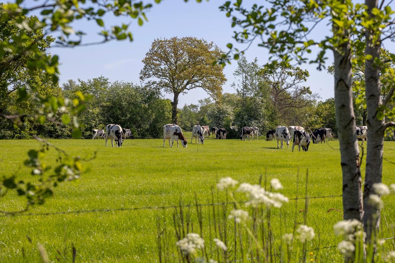 Koeien in een weiland in Friesland