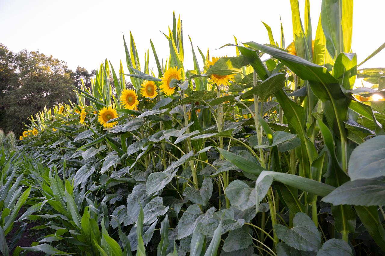Zonnebloem en maïs
