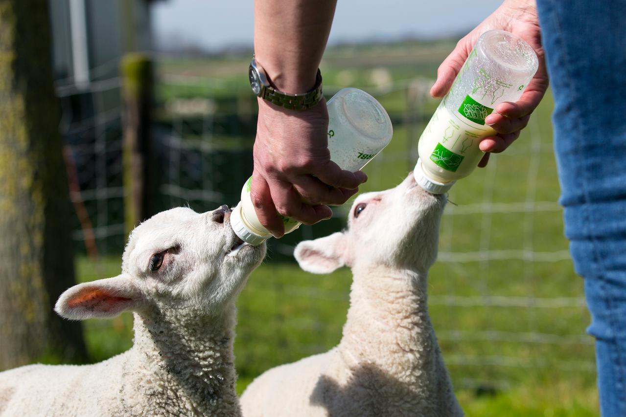 2 lammetjes krijgen de fles in de wei