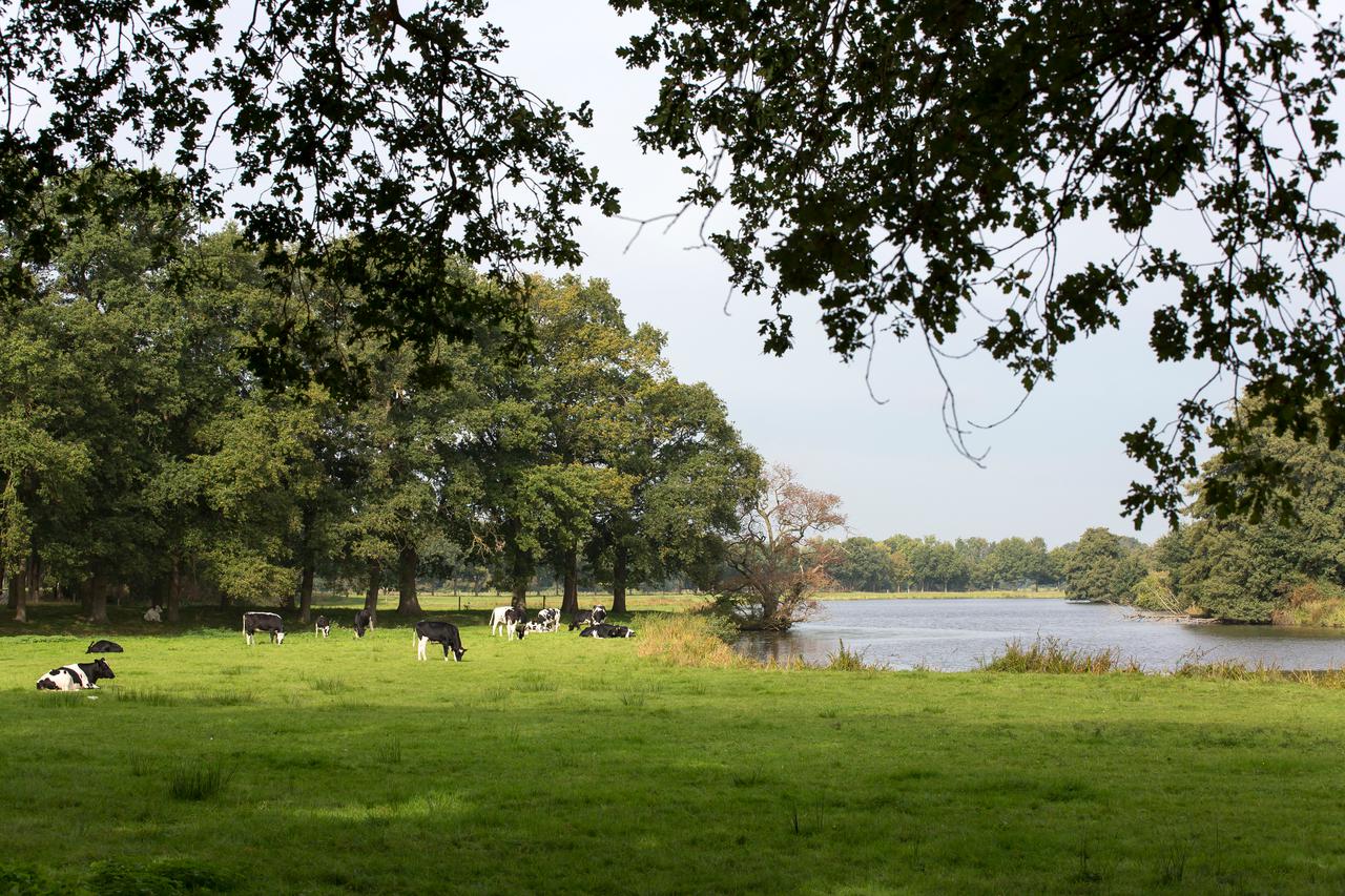 Koeien langs de vecht in het Vechtdal