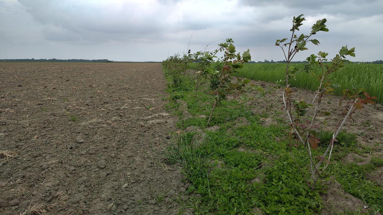 Akkerbouw en bomen