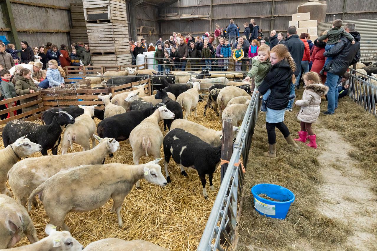 burgers bezoeken schapenboerderij