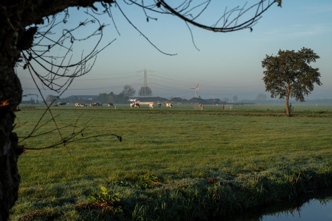 Koeien in een weiland met op de achtergrond hoogspanningskabels