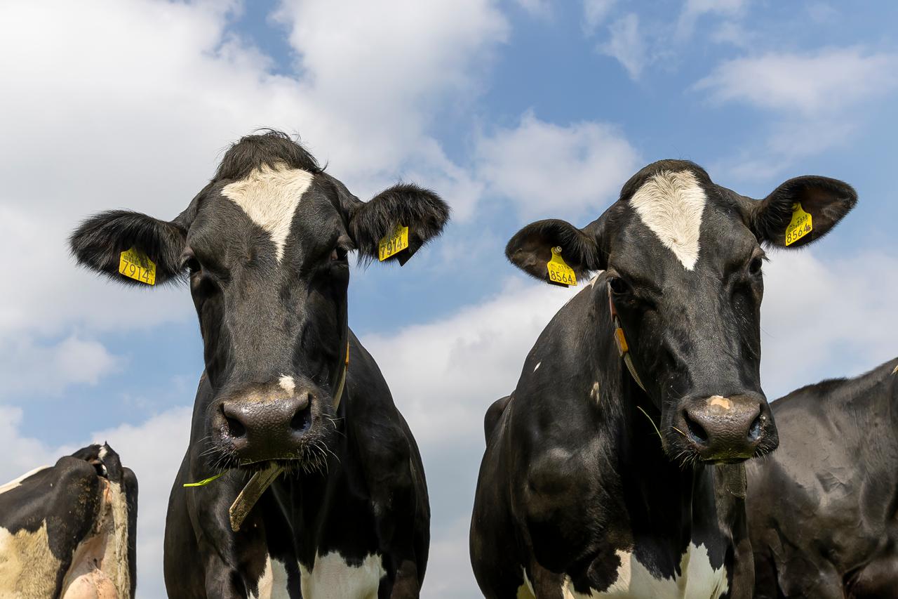 Friesian Holstein koe