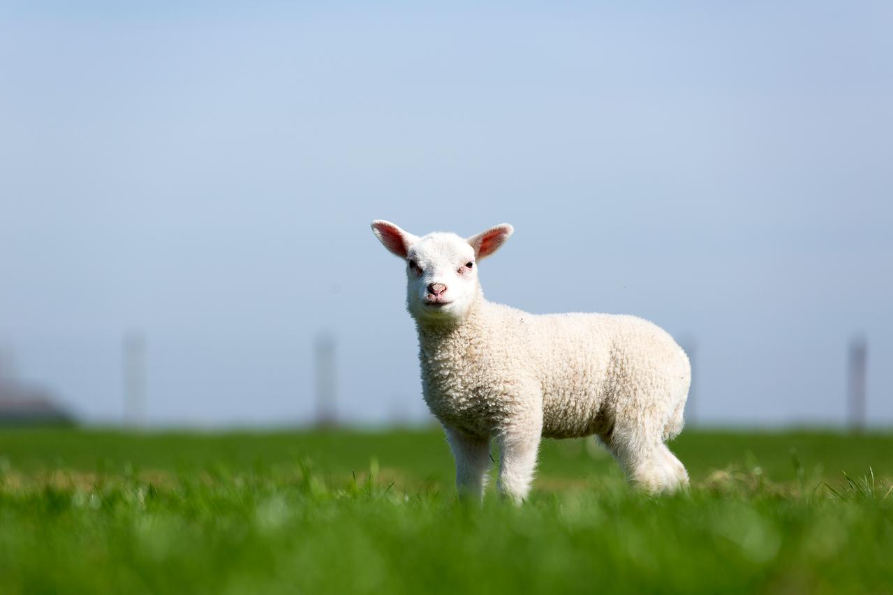 lammetje in de wei
