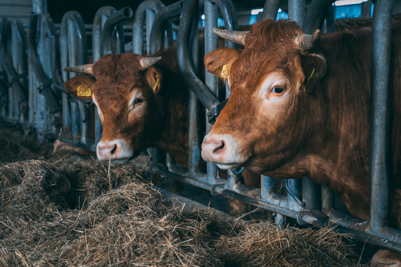 twee koeien aan voerhek in de stal
