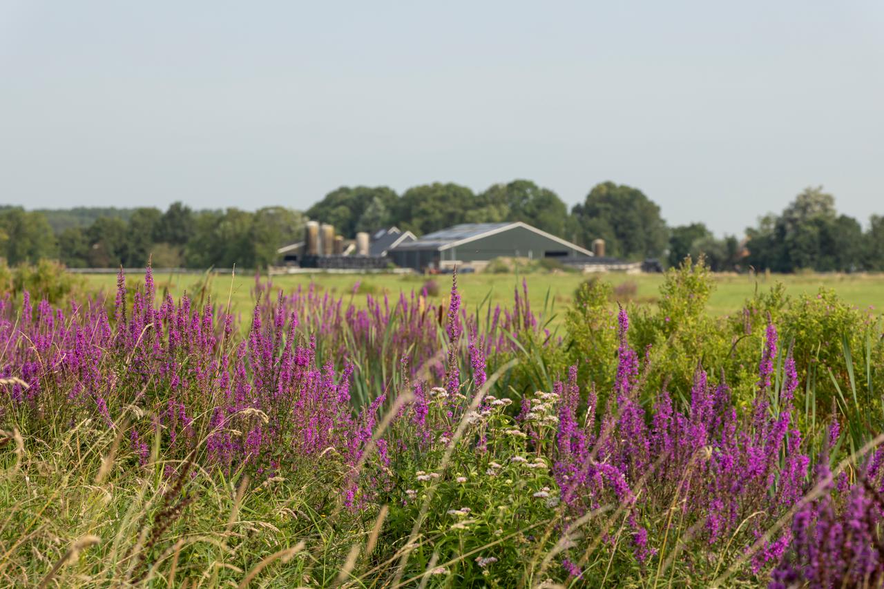 boerderij achter paarse bloemen