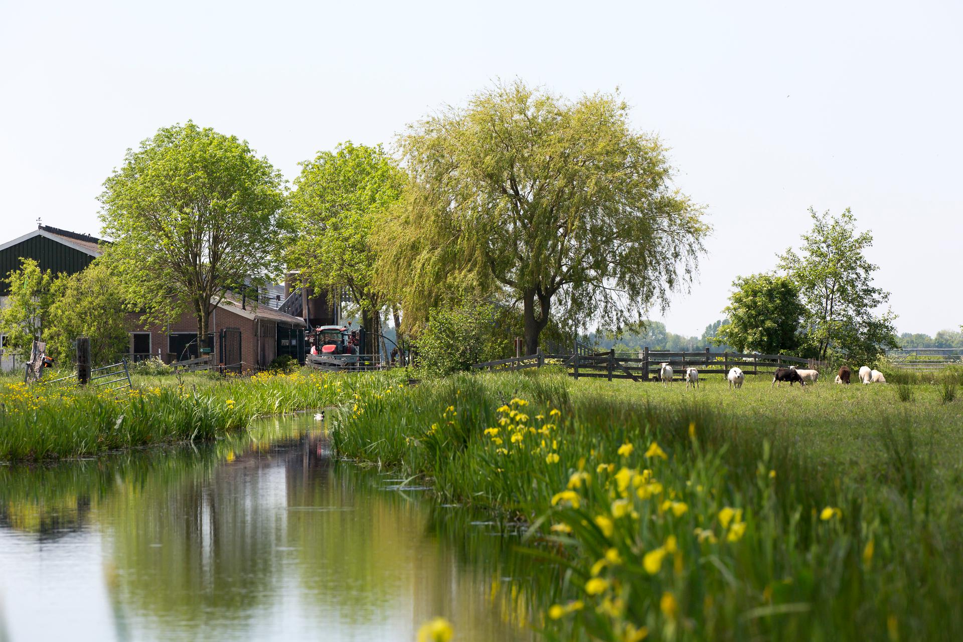 sloot met weiland en boerenbedrijf in de achtergrond