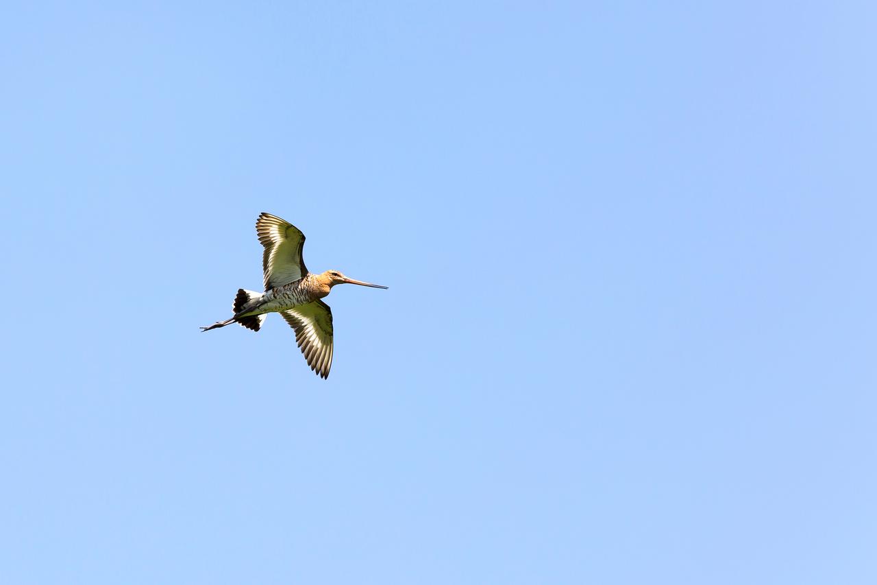 Grutto in de lucht