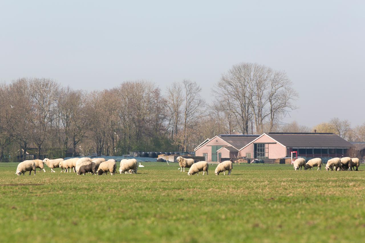 Schapenhouder Tom over blauwtong: ‘Vroeg of laat komt alles goed’