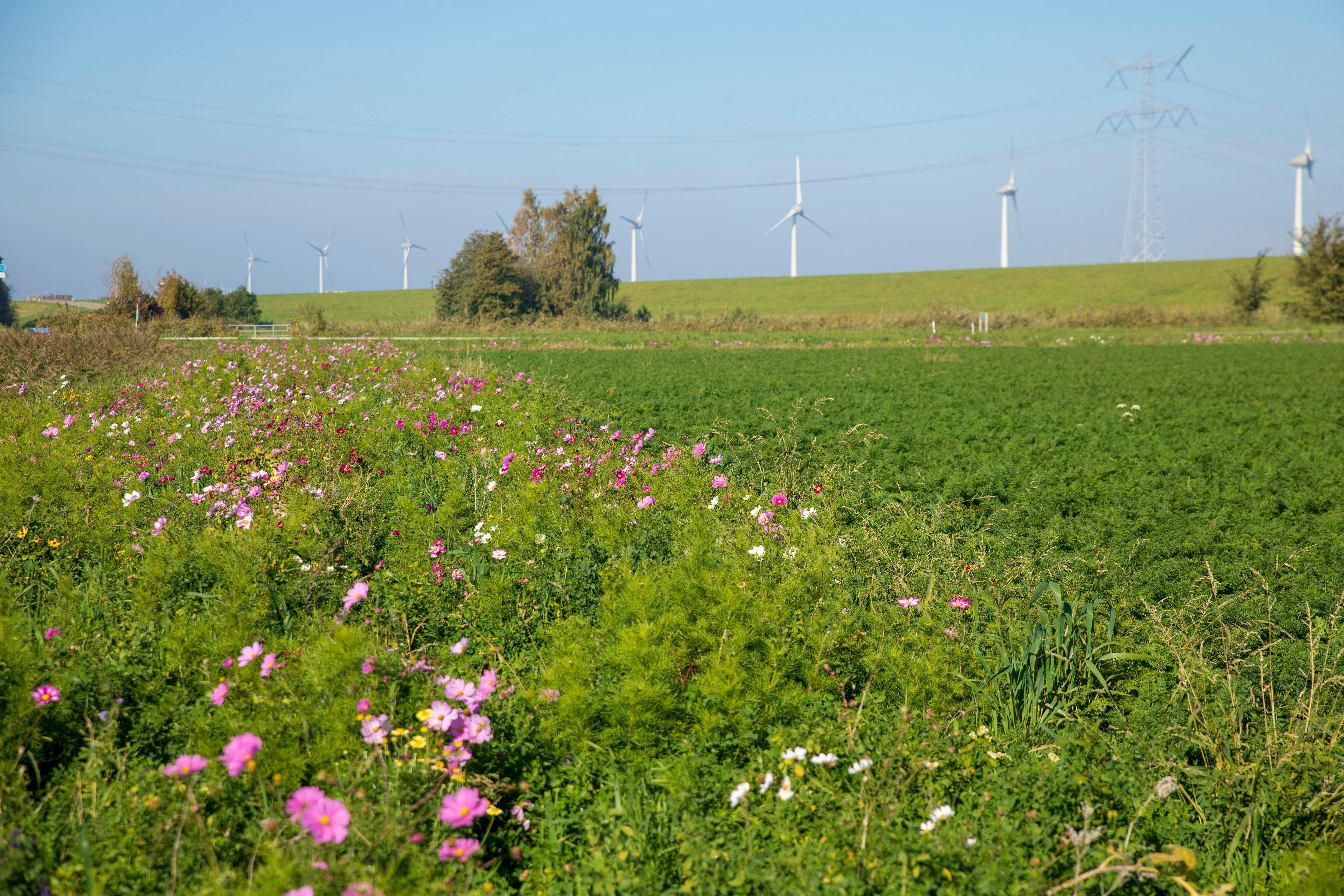 Akkerrand met bloemen langs een dijk