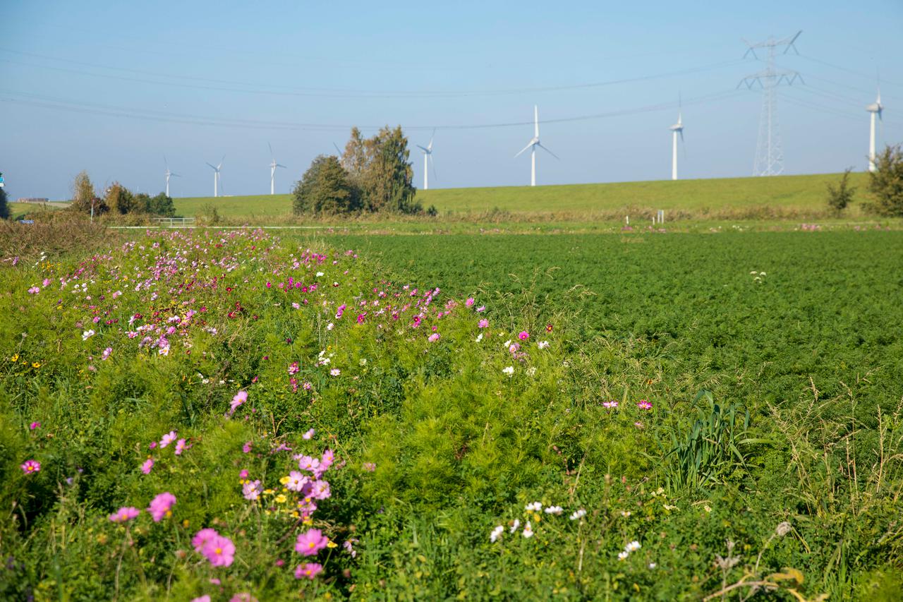 Akkerrand voor het aantrekken van nuttige insecten