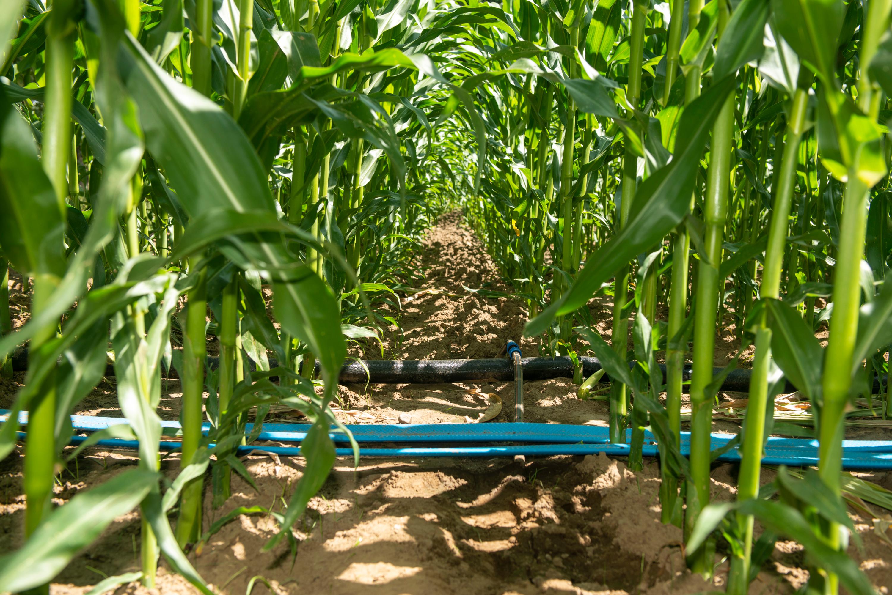 druppelirrigatie via Zoetwatervoorziening Oost-Nederland