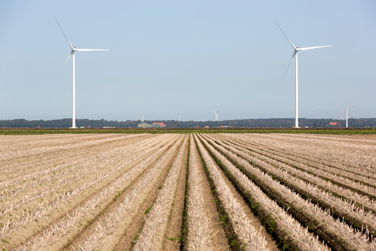 gewas op ruggen in Noord-Holland