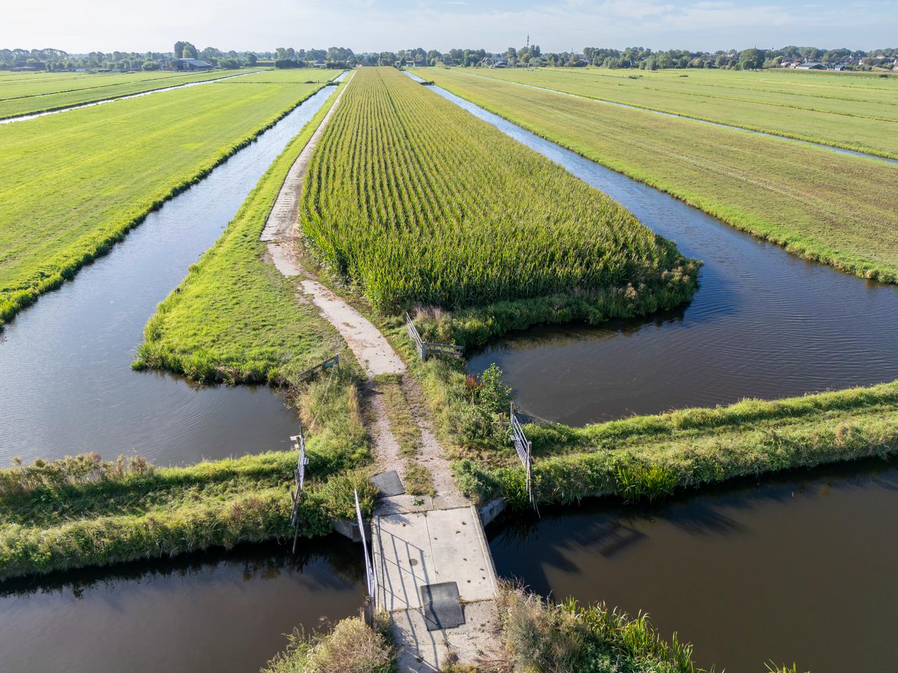 Polder en mais