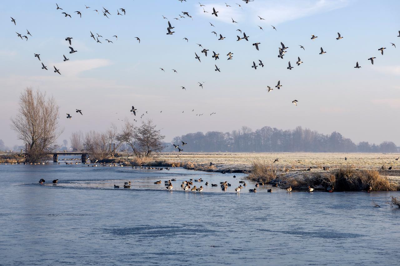 Vogels