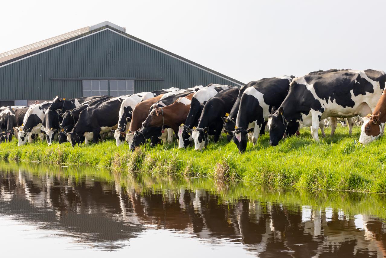 koeien op een rij grazen vlakbij water