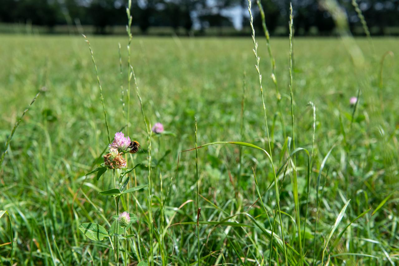 Kruidenrijk grasland met bij