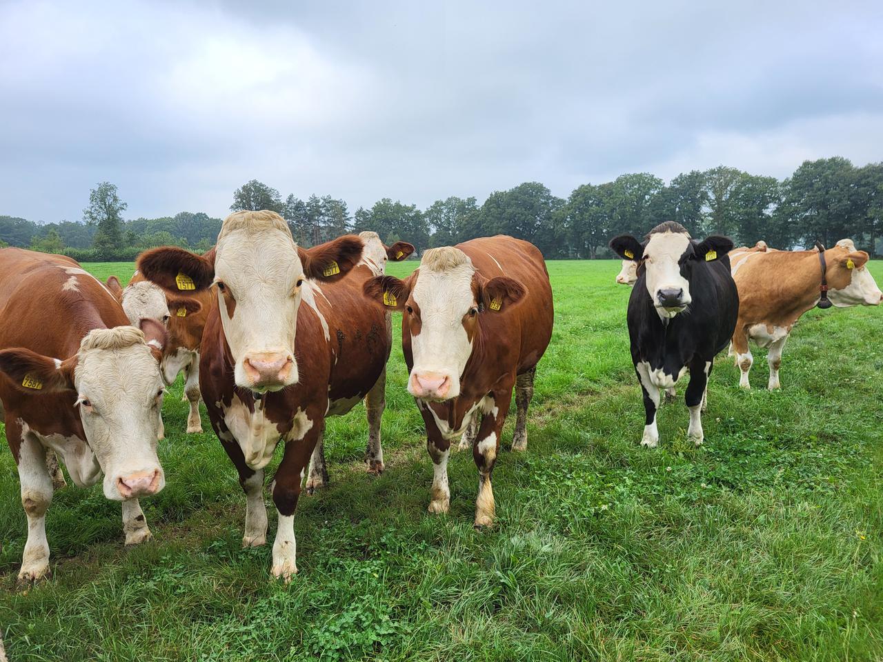 Koeien roodbont en zwartbont