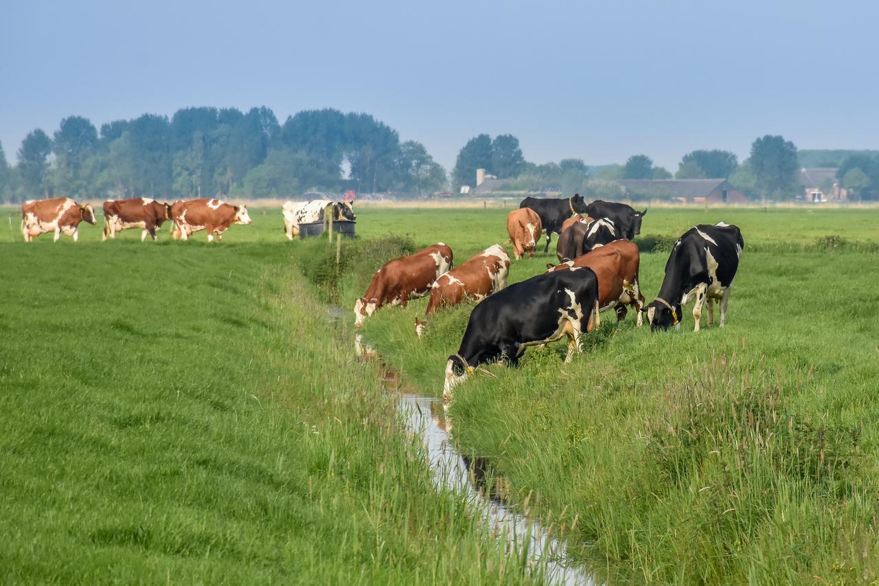 Koe en sloot
