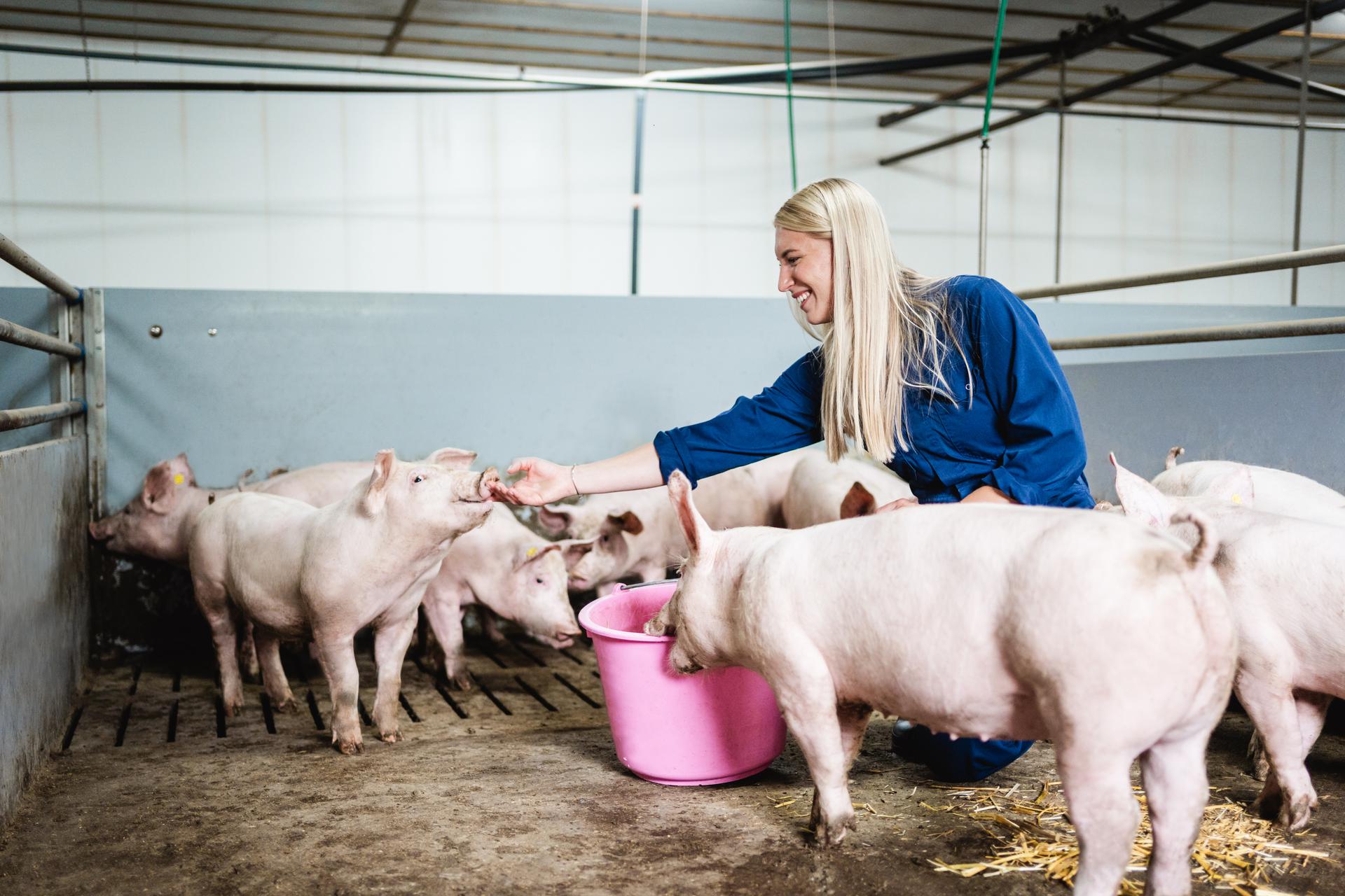 Boerin voert varkens