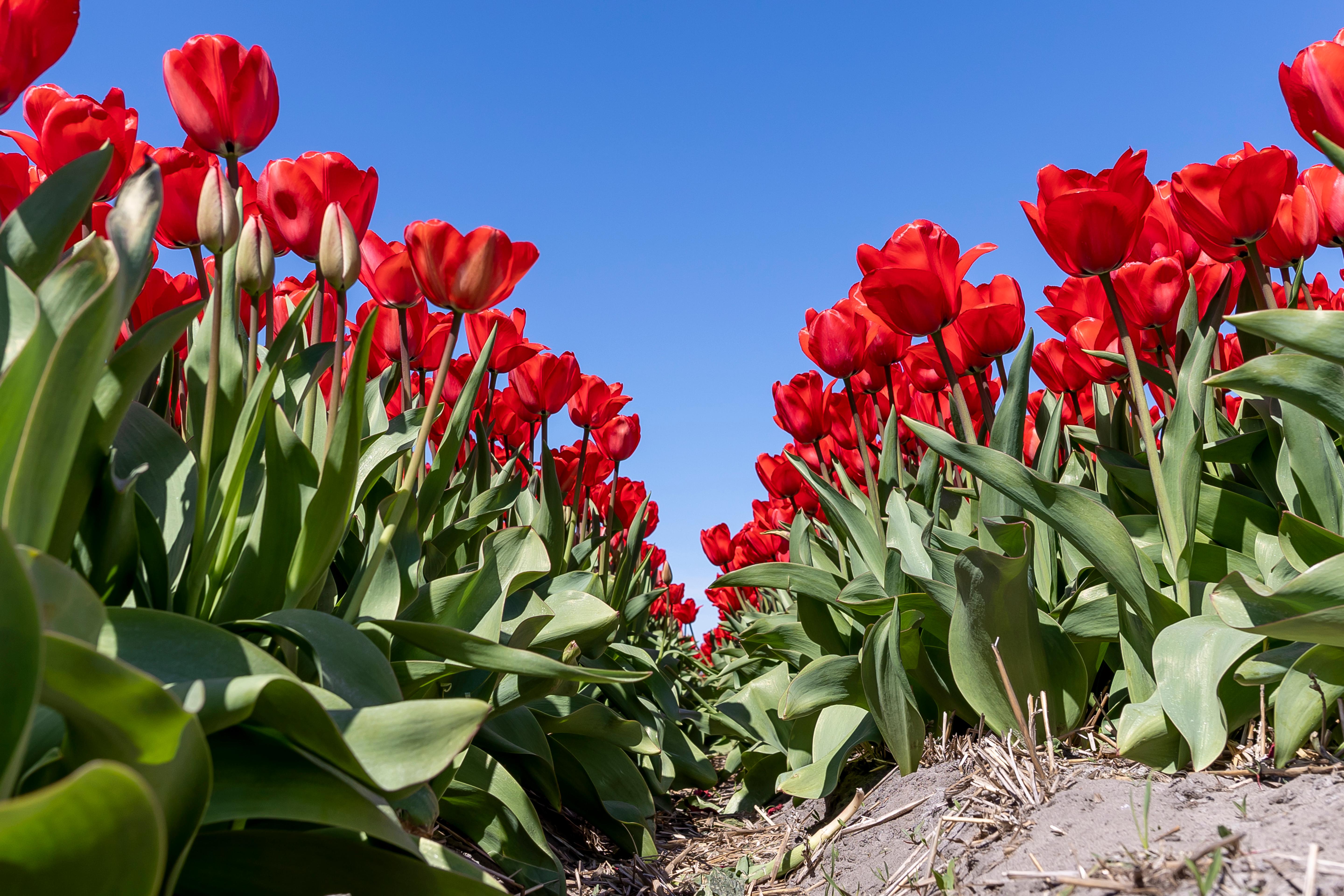 tulpenveld in Noord-Holland
