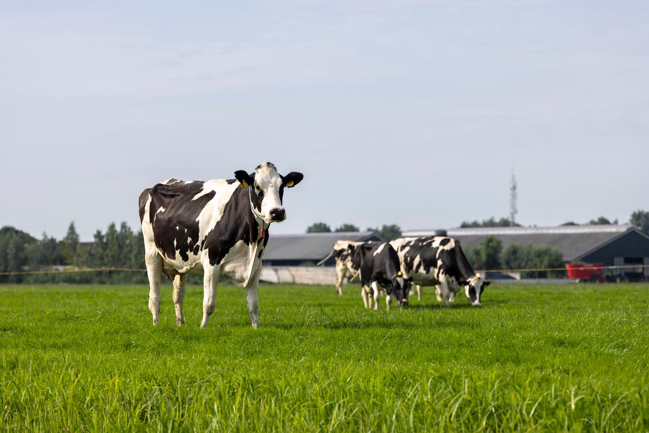 Koe in weiland Zuid-Holland