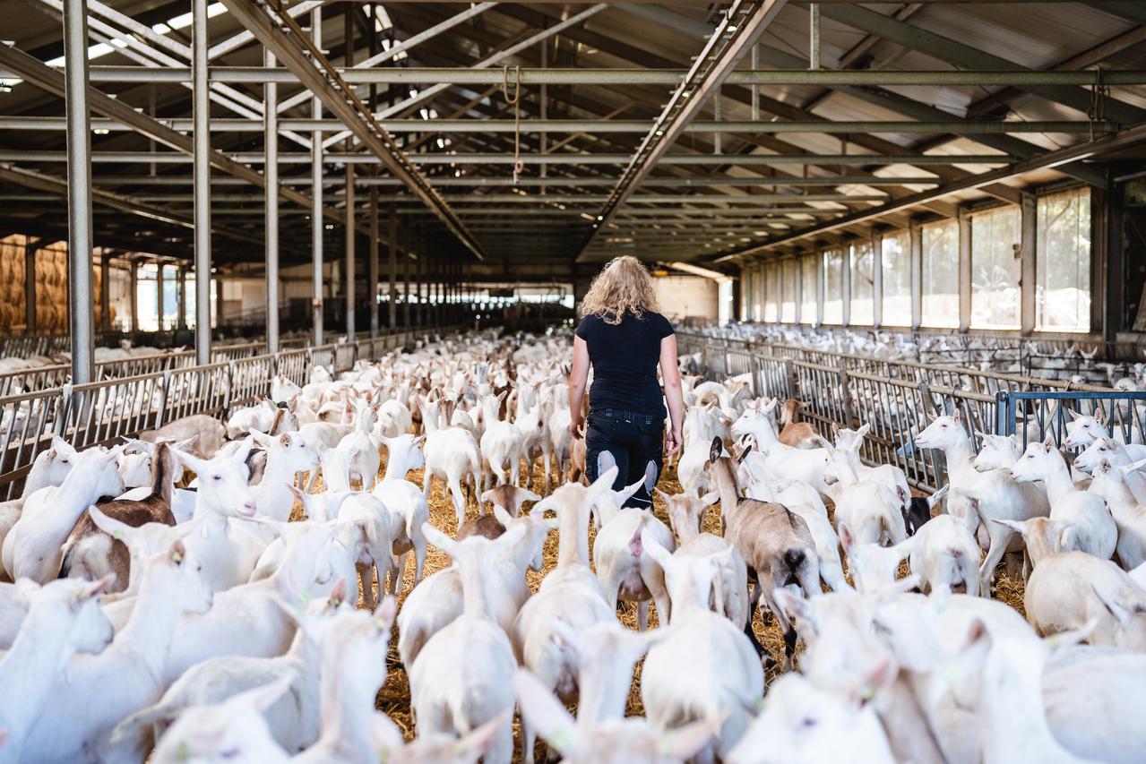 Boerin loopt door geitenstal