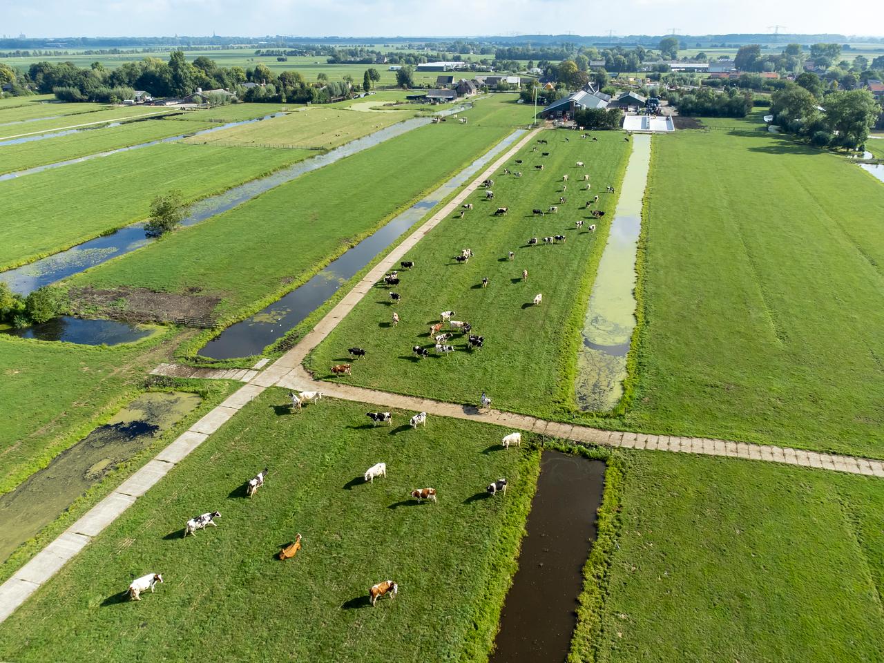 Luchtfoto van Veenweidengebied met kudde koeien op perceel tussen sloten in.