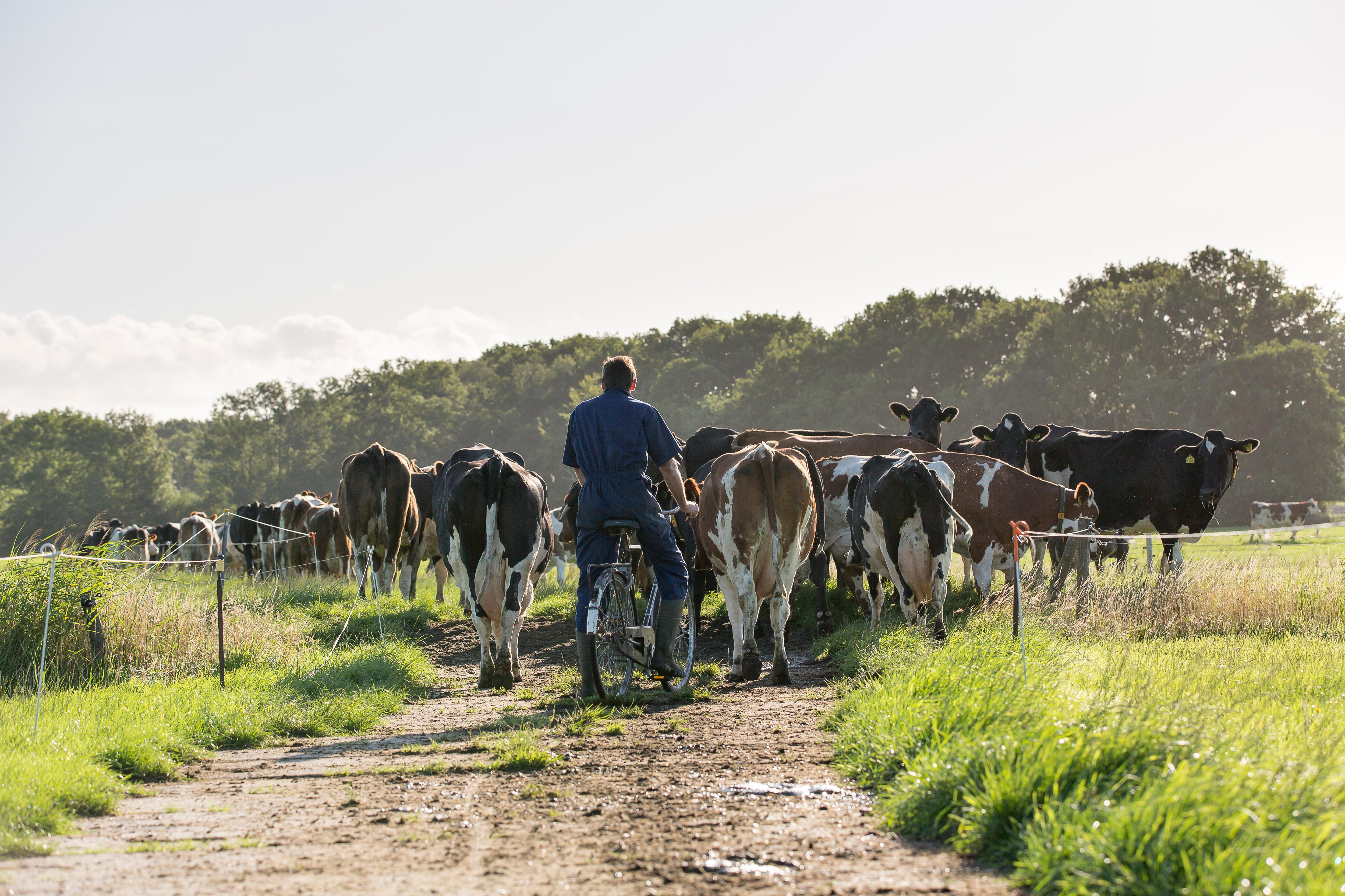 Boer op fiets achter koeien