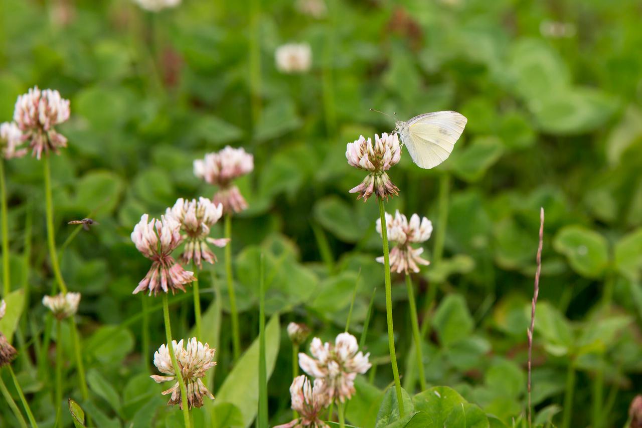 Vlinder op kruidenrijk gras