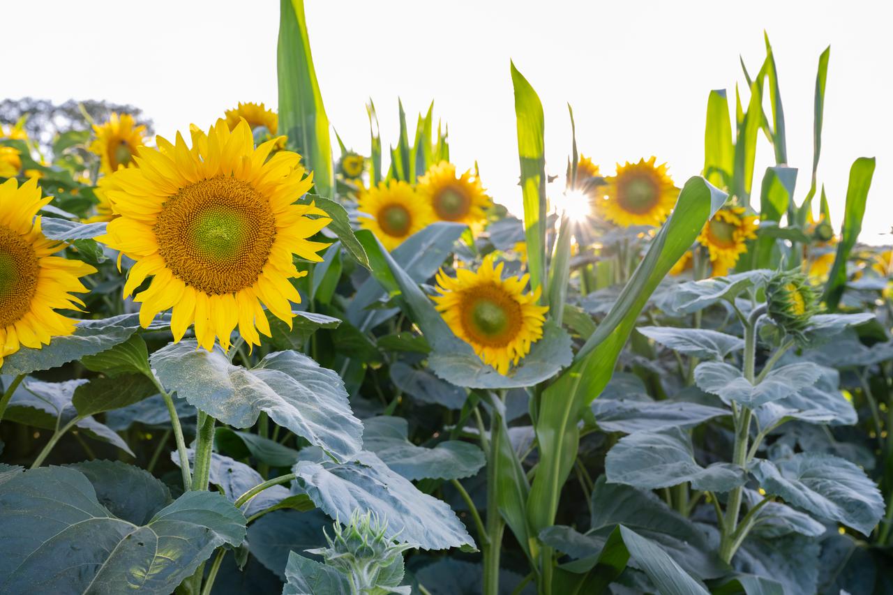 Zonnebloem en maïs